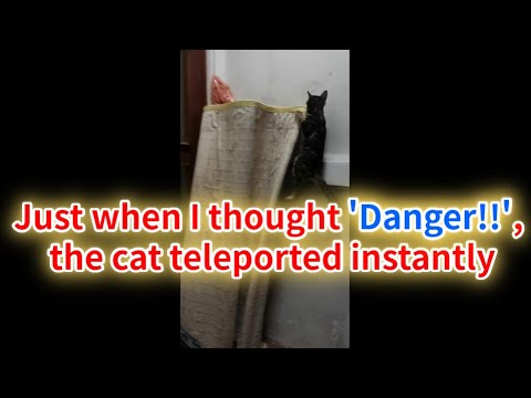 Just when I thought 'Danger!!', the cat teleported instantly😲