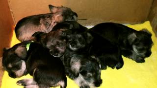 preview picture of video 'Puppy Dreams. Miniature Schnauzer Puppies'