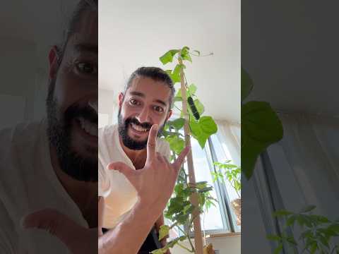 How to grow cucumbers in a pot | creative explained