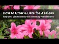 How to Grow & Care for Azaleas - Keep Your Plants Healthy & Blooming Year After Year