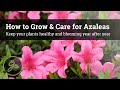 How To Grow Care For Azaleas Keep Your Plants Healthy Blooming Year After Year