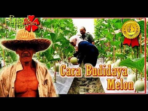 Cara Budidaya Melon Berbuah Lebat