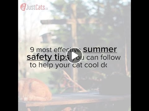 9 summer safety tips to keep your cat safe in a heatwave