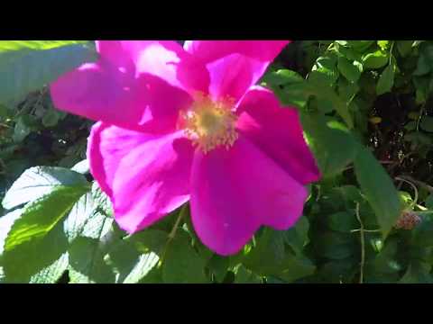 Norway 2017 -  Ålesund & Runde