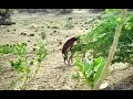 Animal Living Donkey Porn Foryou Viralvideo Animals Animallover Animallife Donkey