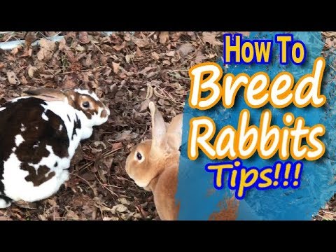 , title : 'Breeding Rabbits: How to Guide and Tips'