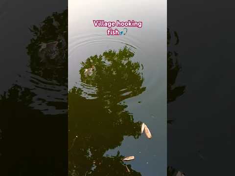 Village hooking fish🎣@md-007 #beats #phonk #shorts #shortvideo #viralvideo #youtubeshorts #fish