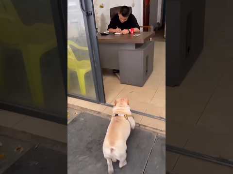 Anjing yang luar biasa, mengumpulkan botol plastik 🤯