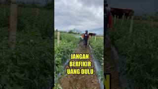 Download lagu Success in chili farming mp3