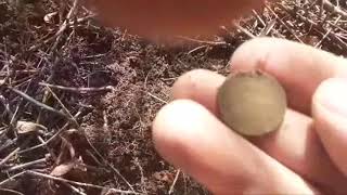 Metal Detecting New England 1883 Indian Penny Found