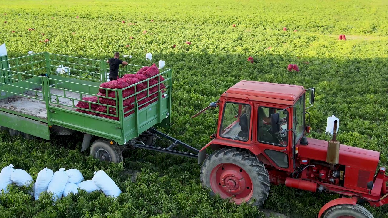 Kézzel szedett fűszerpaprika a Fajszi Paprika Manufaktúrától