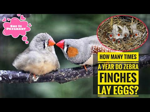 image-How many times a year does a finch lay eggs?