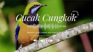 Download lagu Masteran Kasar Cucak Cungkok Jeda Gemercik Air Mengalir mp3 Download lagu Masteran Kasar Cucak Cungkok Jeda Gemercik Air Mengalir mp3