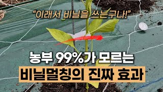 비닐멀칭의 진짜 효과