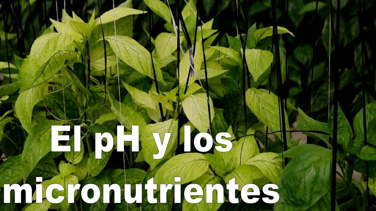 Efecto del pH del suelo y del agua sobre el desarrollo de las plantas