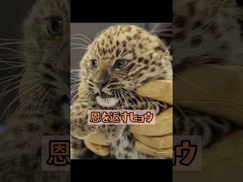母ヒョウのユニークな感謝の表し方#動物#救援および支援#ヒョウ