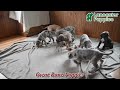 Great Dane dogs for sale: Ian - Video 1