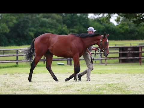 2021 August Yearling Sale - Lot 10 c. LOPE DE VEGA x FRONT CONTENDER
