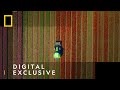 Tulip Farm Timelapse In Netherlands Europe From Above National Geographic UK