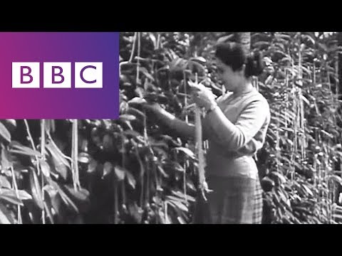 Der Spaghetti-Reinfall der BBC |Der Spaghetti Baum|