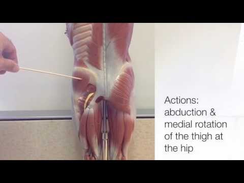 Muscles That Move the Thigh - Part 1