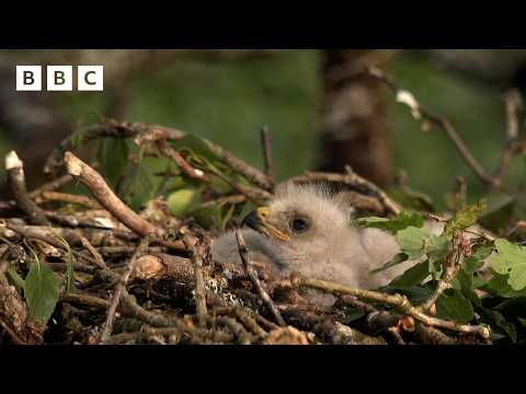 🔴 LIVE wildlife cameras 🌿 4 June 🐦 BBC Springwatch 2026