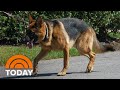 Biden S Dog Commander Evicted From White House For Biting