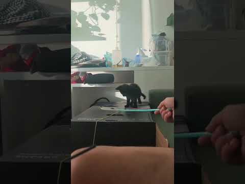 Regalo Morosita 2 mesi gatto femmina 
