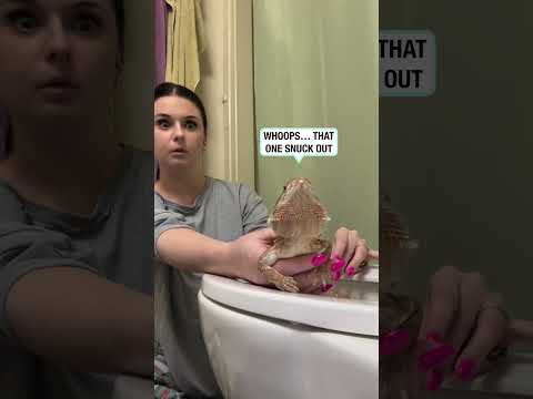 This bearded dragon is toilet trained 😮💩 (🎥: ig/livvkap)