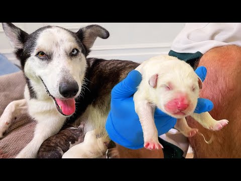 Helping My Pregnant Husky Give Birth to 9+ Puppies! - YouTube