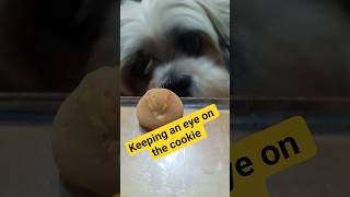 Keeping an eye on the cookie #cover #singersongwriter #dog