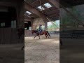 Gelding Paint For sale 2023 Bay