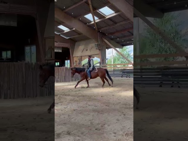 Gelding Paint For sale 2023 Bay