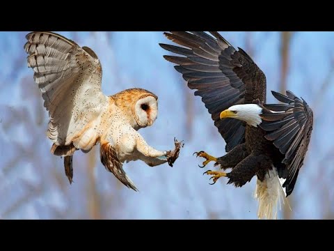 Crazy! Wild eagle attacks owls and is lucky to escape with his life!