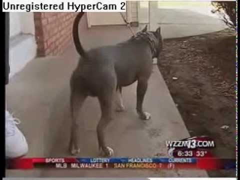 Pitbull Saves Woman In Domestic Fight ORIGINAL]