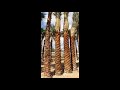 Palm Tree Sale And Planning In UAE