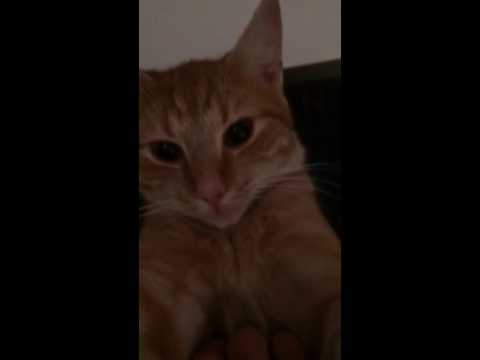 Schmusekater liebt Massage