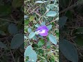 Poo Parikka Neeyum Pogadhe Something Something Violin