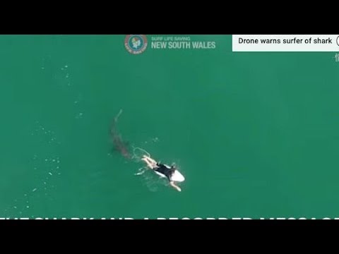 オーストラリア:ドローンが遊泳者にサメの存在を警告