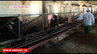 Животноводы Чечни активно работают над импортозамещением