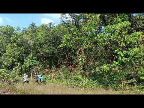 grooming of the tree 🎄 manually
