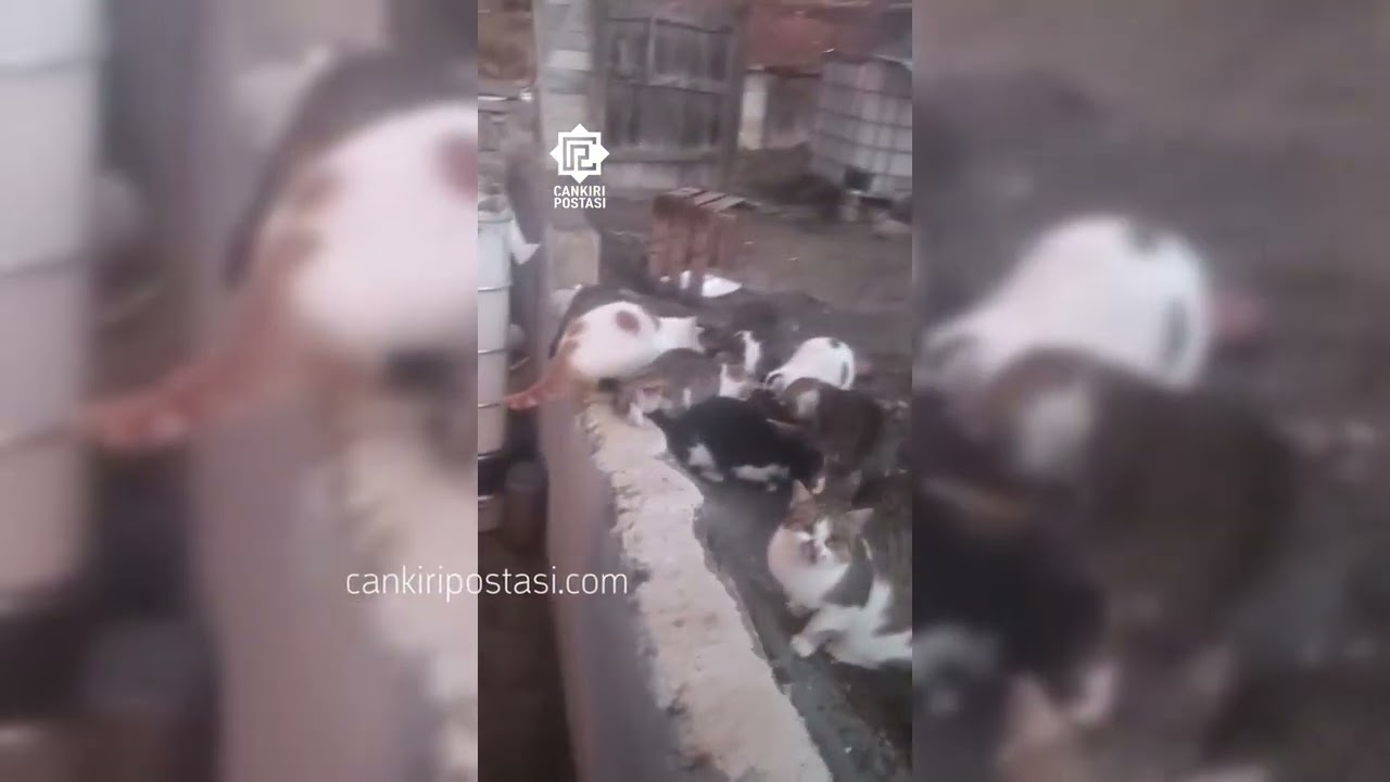 Çankırı'da Kış Nüfusunun Azaldığı Köyde Kediler Muhtara Emanet