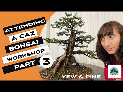 Caz Bonsai Workshop part 3 - My Yew & Jimmy's White Pine