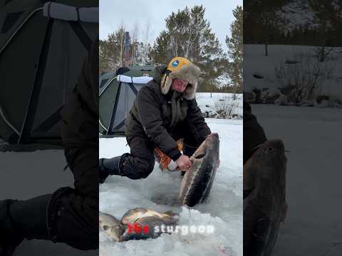 STURGEON 101: The "Black Gold" Fish #seafood #fishshorts #fishing #fish