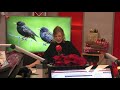 Vogels krimpen door klimaatverandering