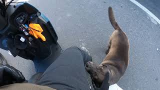 [問卦] 有個性溫馴又不雞掰的狗嗎