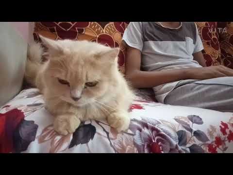 Monster cat's 😽😽🐱 | Shaikh firdous