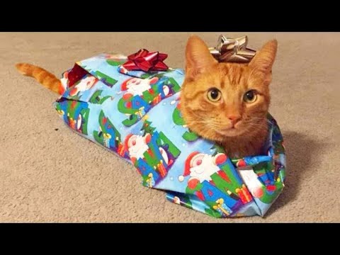 Beste lustige Katzen Serie # 10 😹 - süße Kätzchen 😻 - Avni Cats