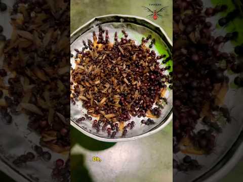 🌵Esse Foi o Resultado🐜 #nordeste360 #pernambuco #quipapá #shorts #youtubeshorts #fly #viral