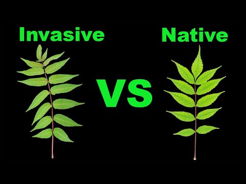 Tree of Heaven vs Sumac - Easy Identification!